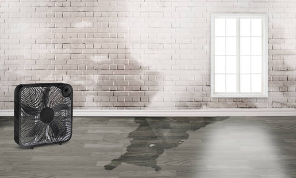 Best Water damage contractors near me  in Wabasso, FL